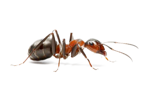 Ant PNG - 422