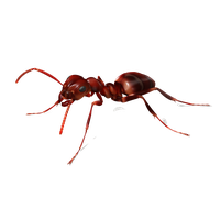 Ant PNG - 425