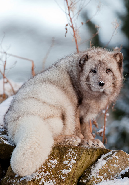 Arctic Fox PNG Cute - 159554