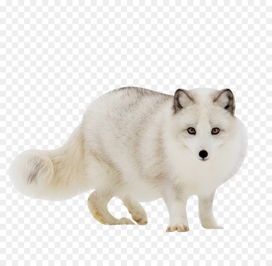 Cute arctic fox by evolvana