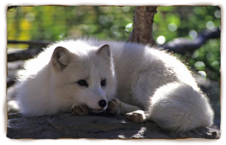 Arctic Fox PNG Cute - 159552