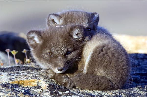 Arctic Fox PNG Cute - 159551