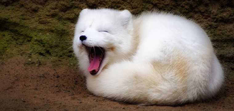 Arctic Fox PNG Cute - 159555