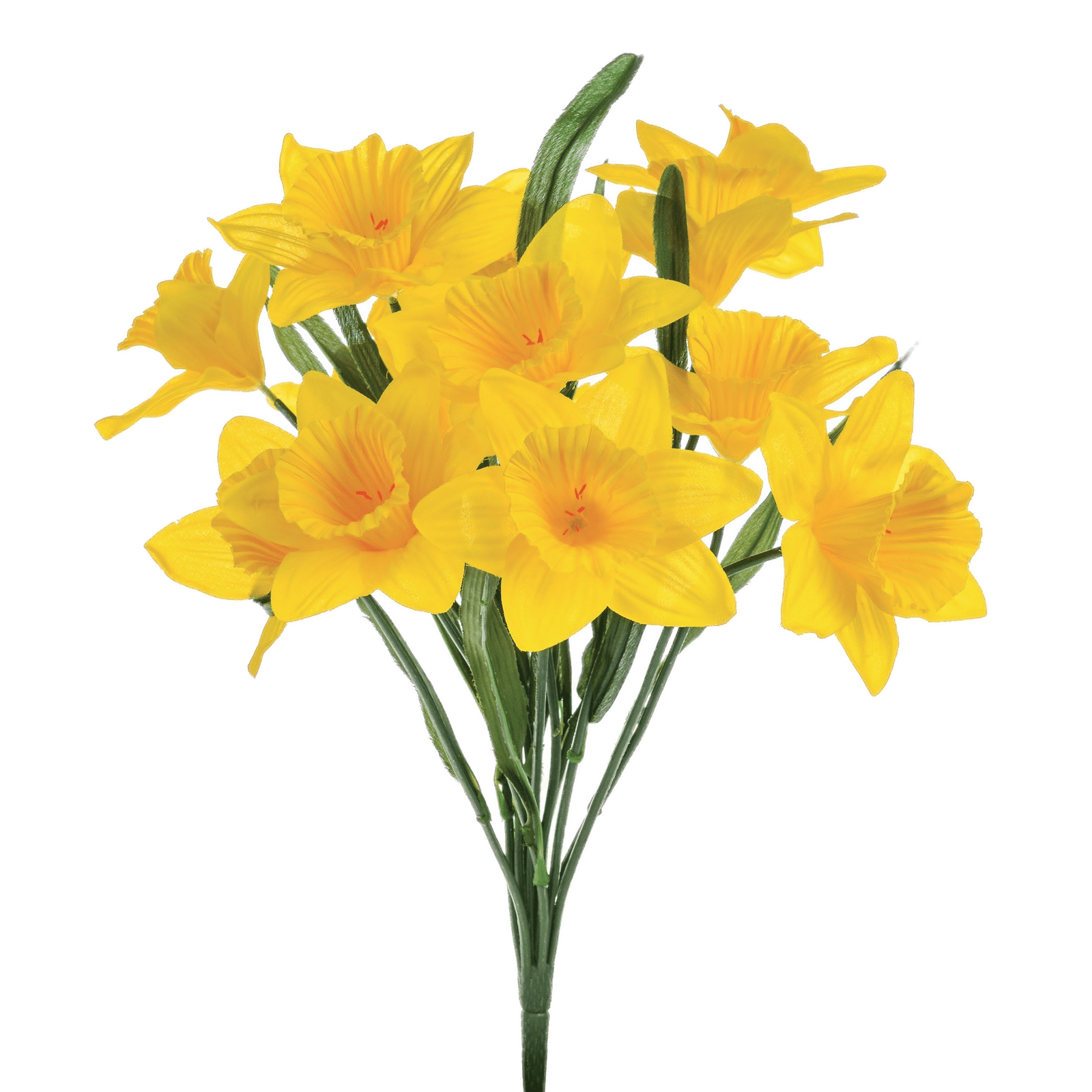 Daffodils PNG - 590