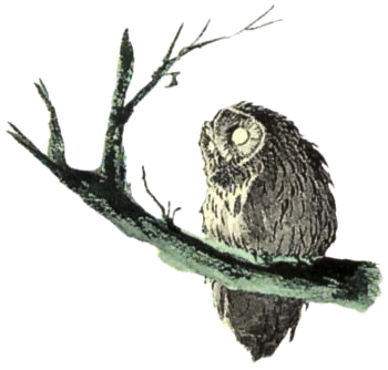 Owl Artwork 5 (Linku0027s Awa