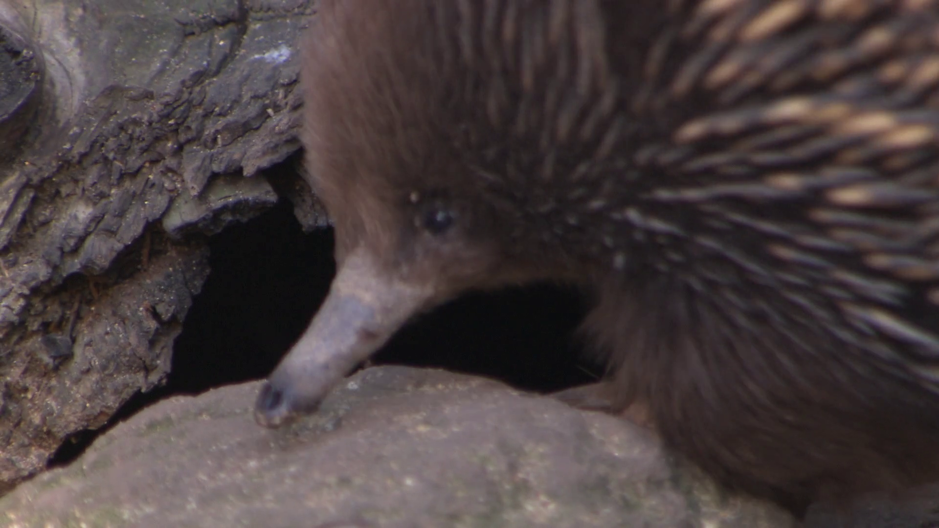 Australian Animal PNG HD - 150748