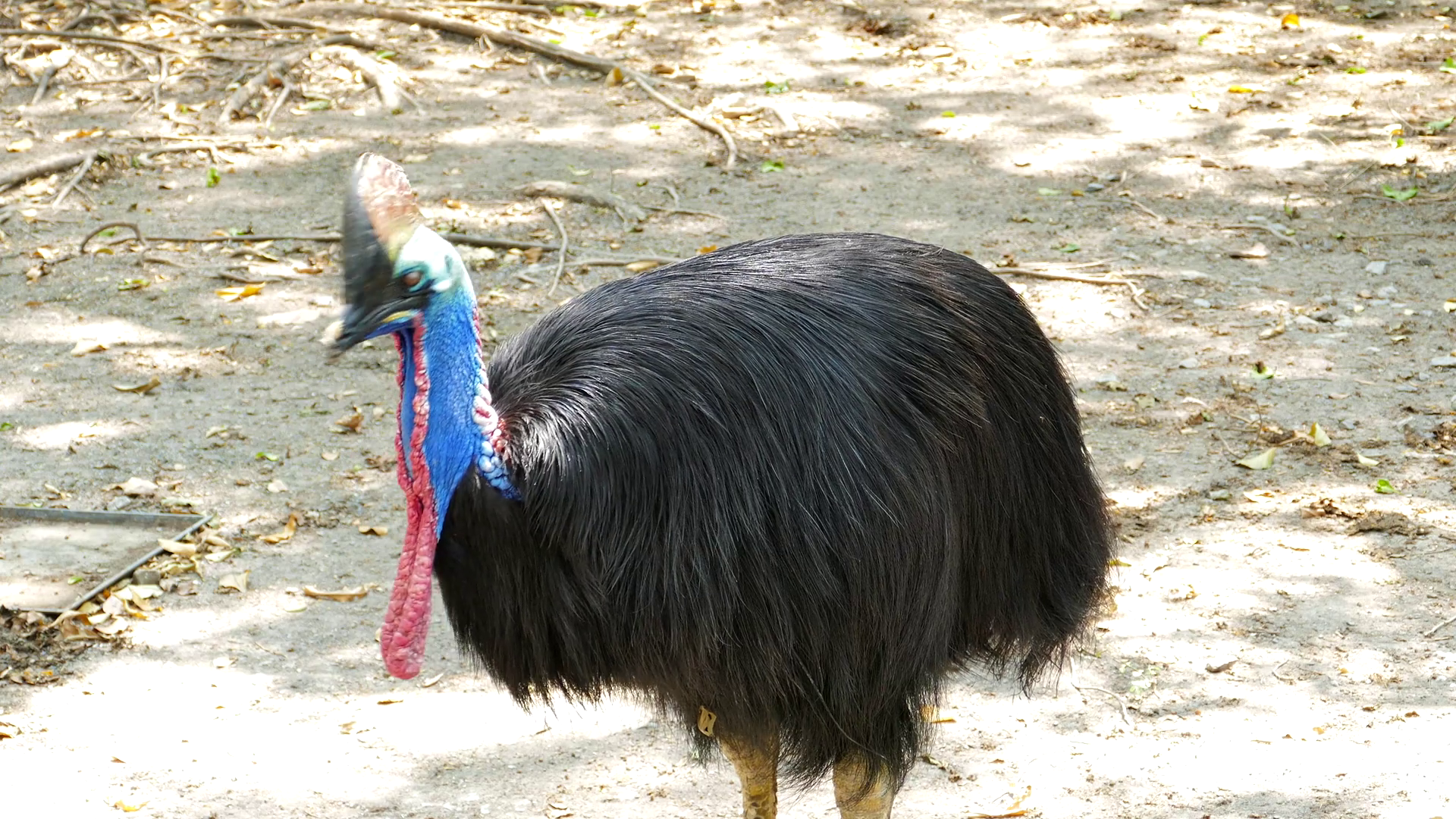 Australian Animal PNG HD - 150759