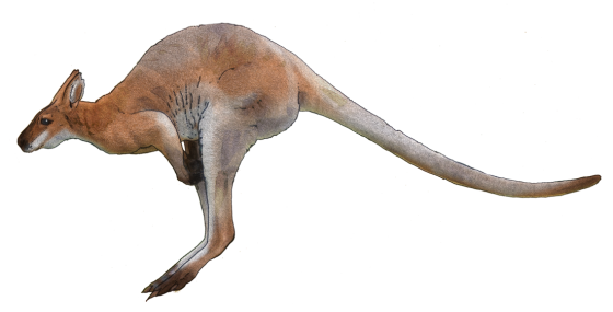 Wild Australian Kangaroo eat 
