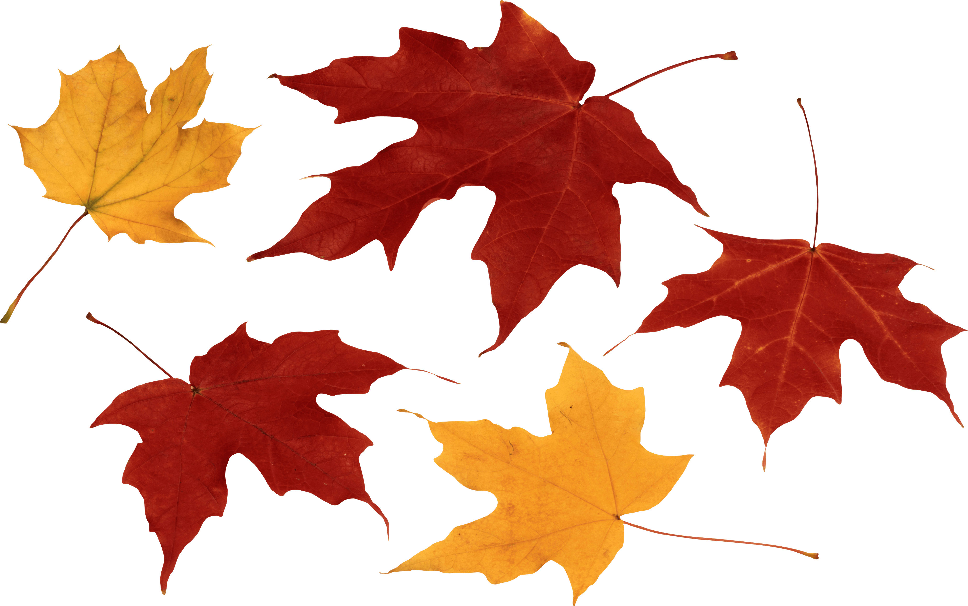 Autumn Fall Leaves Clip Art P