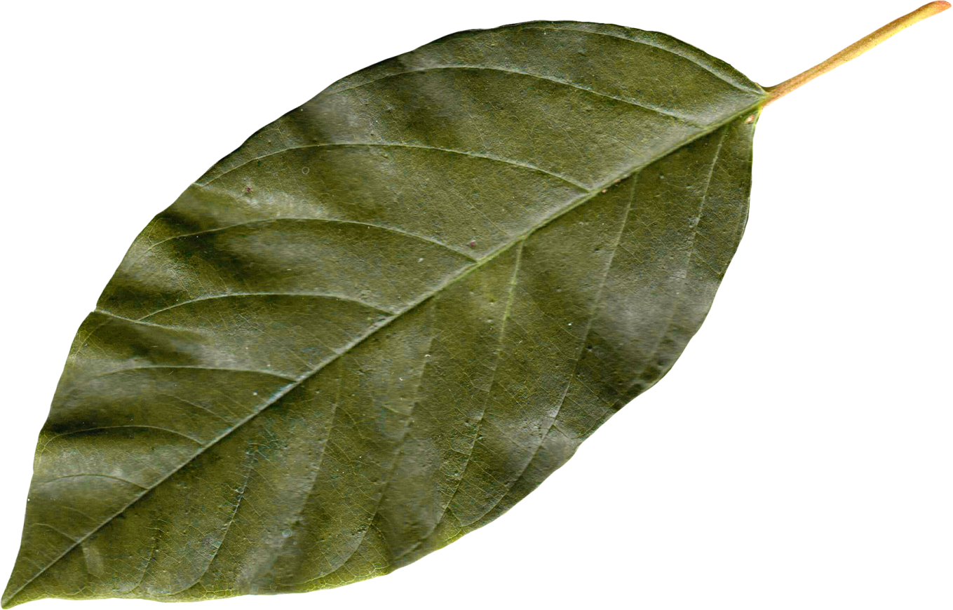 Leaves PNG - 3061