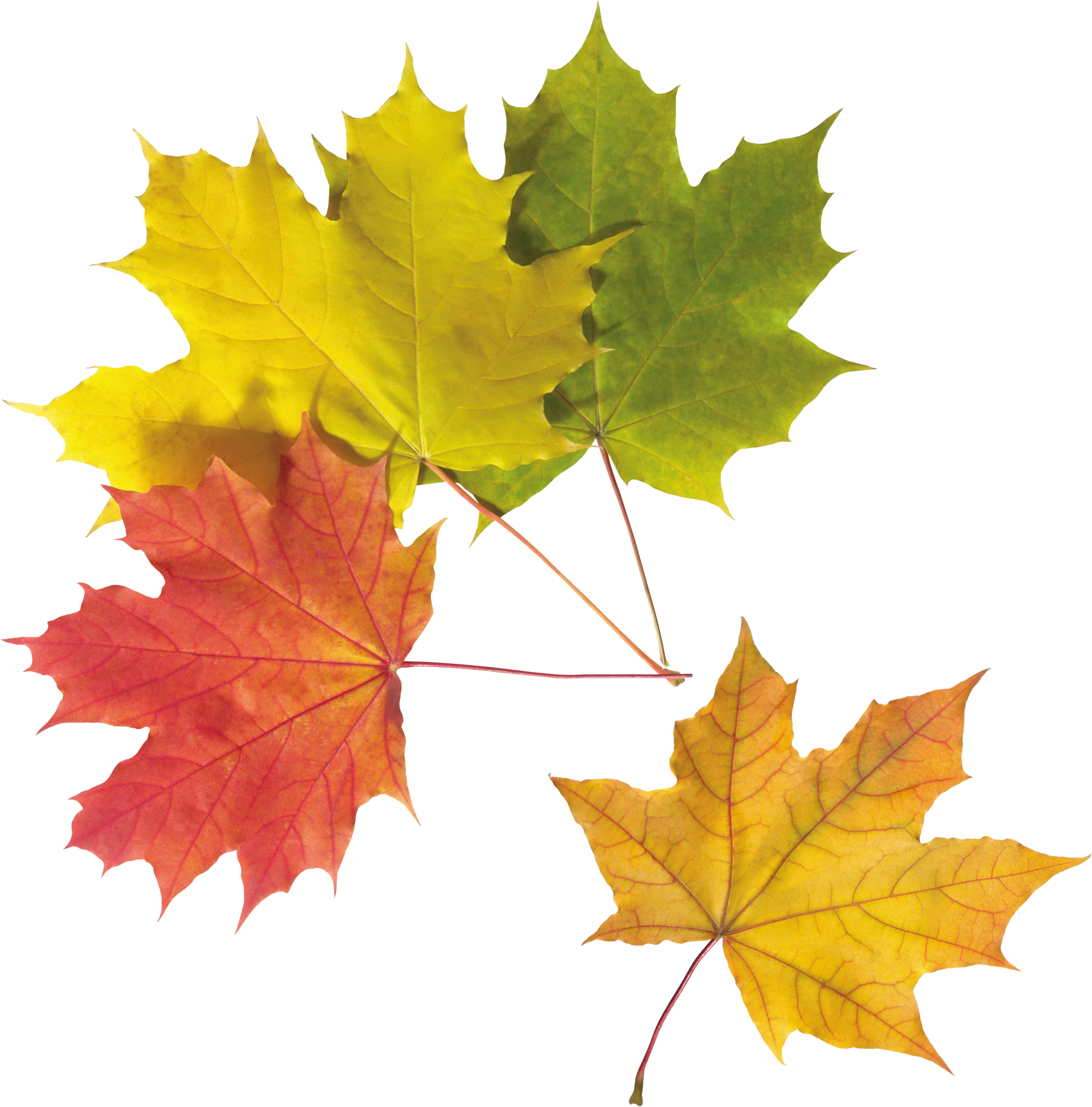 Leaves PNG - 3068