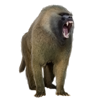Baboon PNG - 18047