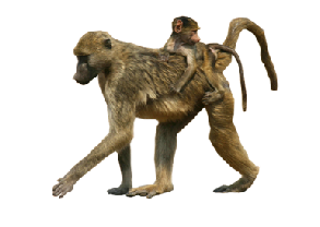 Baboon PNG - 18052