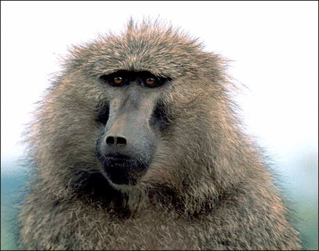 Baboon PNG - 18057