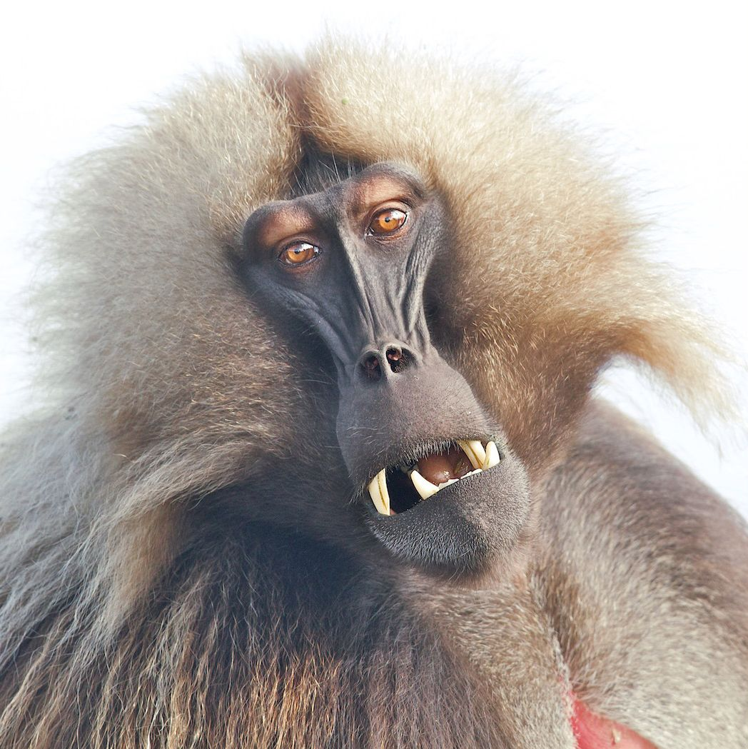 Baboon PNG - 18054