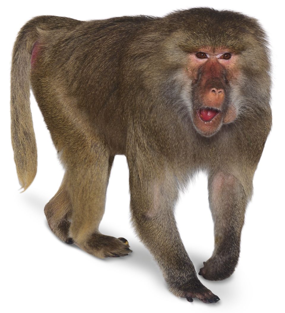 Baboon PNG - 18056