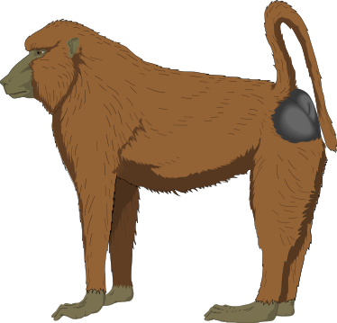 Baboon PNG - 18046