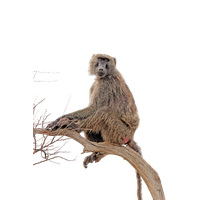 Baboon PNG - 18064