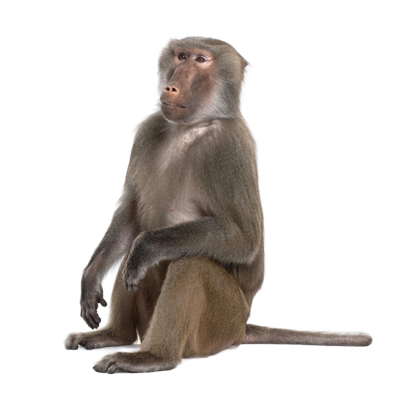 Baboon PNG