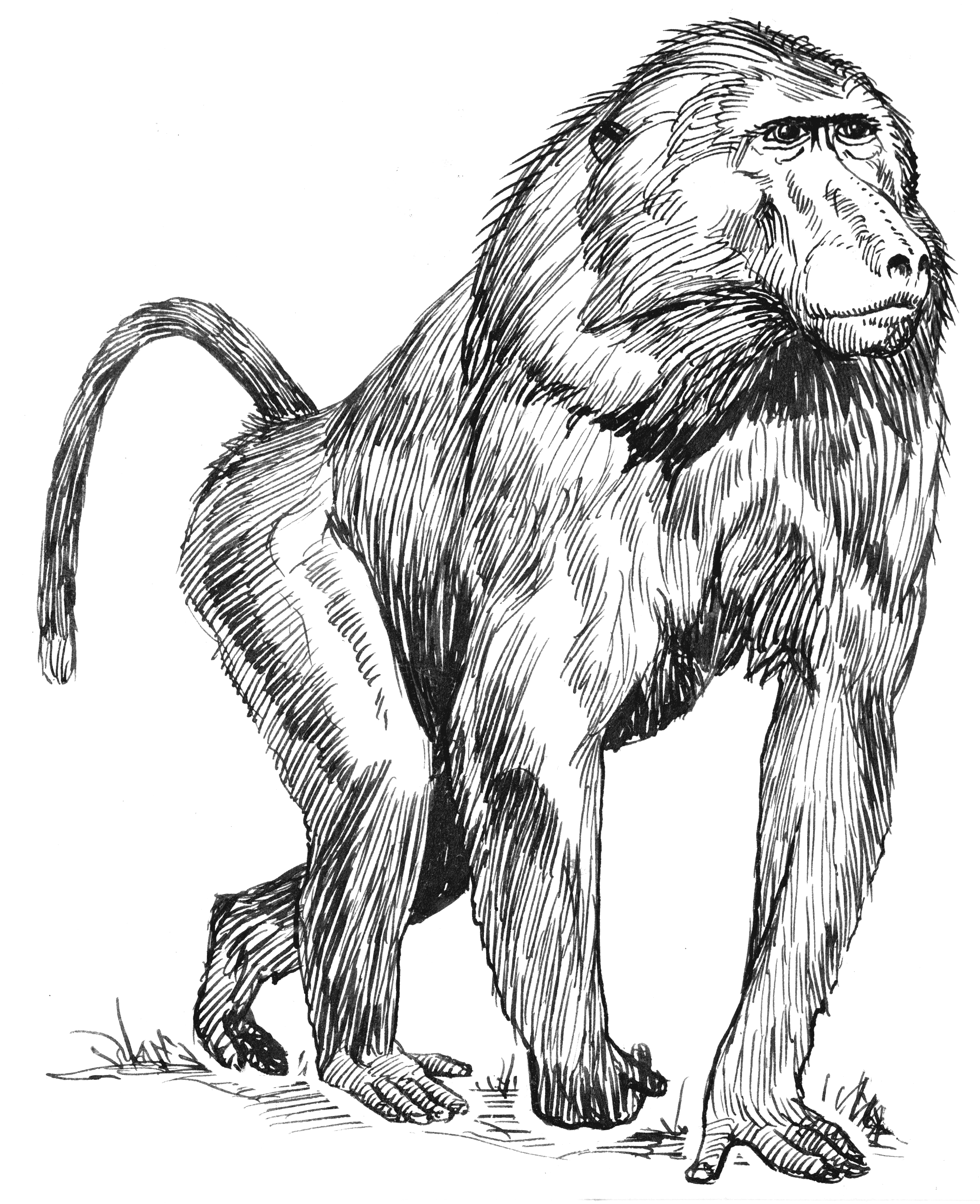 Baboon PNG - 18053
