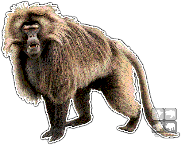 Baboon PNG - 18060