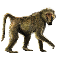 Baboon PNG - 18065