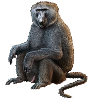 Baboon PNG - 18055