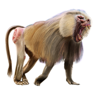 Baboon PNG - 18058