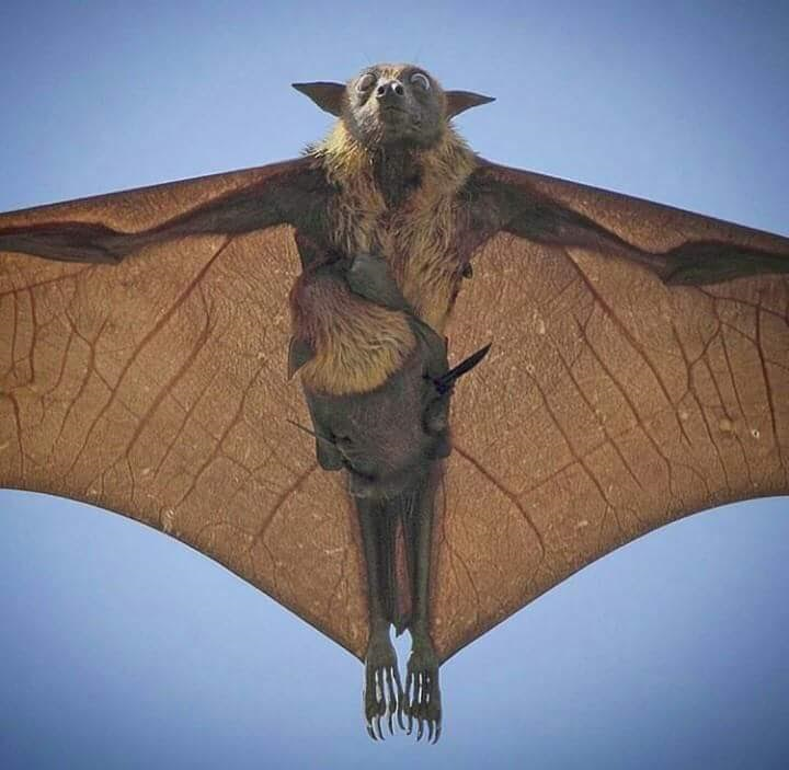 Baby Bat PNG - 159134