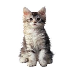 Baby Cat PNG - 159236