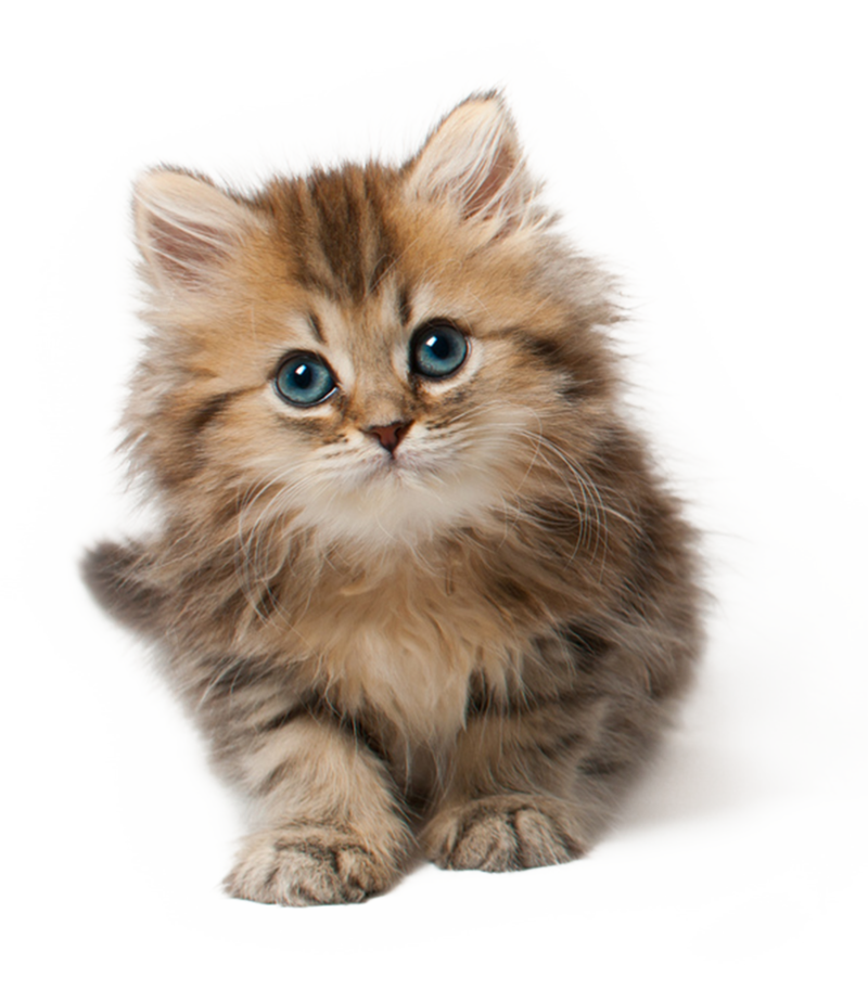Baby Cat PNG - 159222