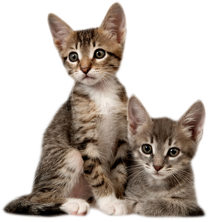 Baby Cat PNG Download Image