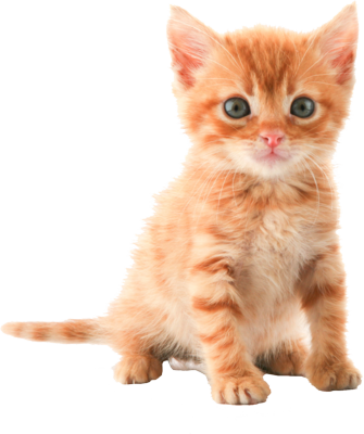 Baby Cat PNG - 159228