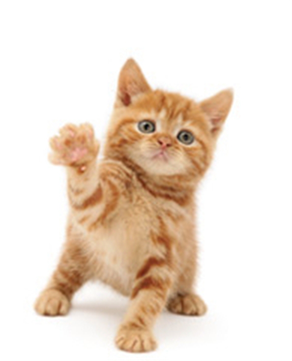 Baby Cat PNG Transparent Imag
