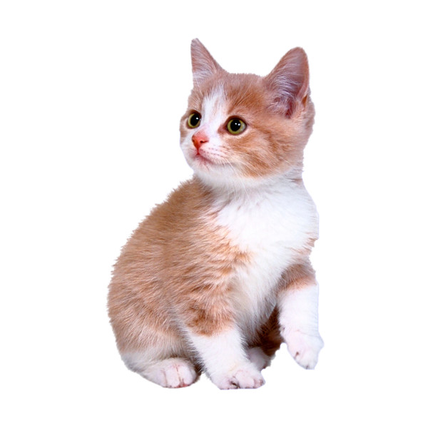 Baby Cat PNG - 159225