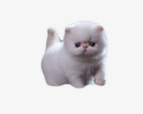 Baby Cat Transparent Backgrou