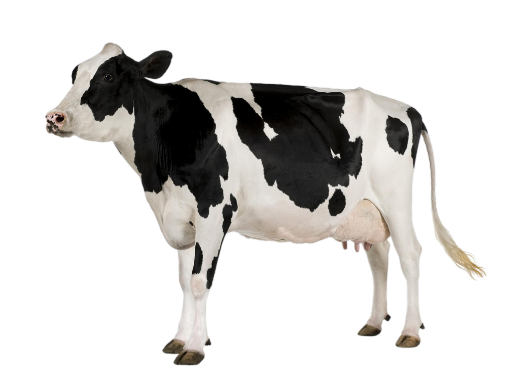Cow 3 small clipart 300pixel 