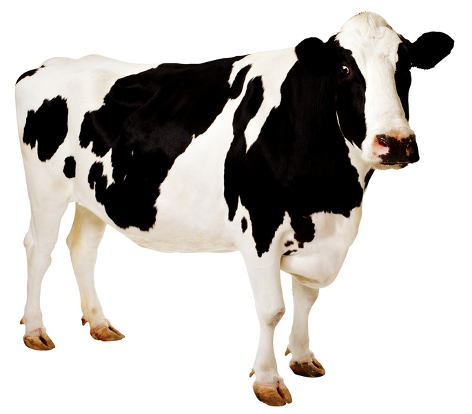 Baby Cow PNG HD - 123559