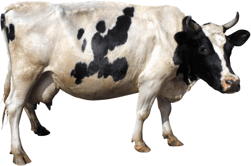 Baby Cow PNG HD - 123555