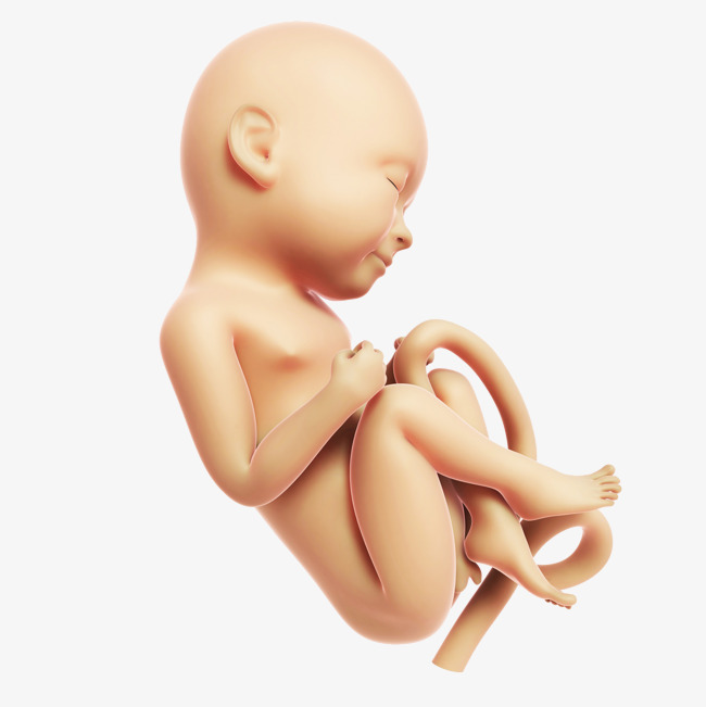 Baby In Womb PNG - 161977