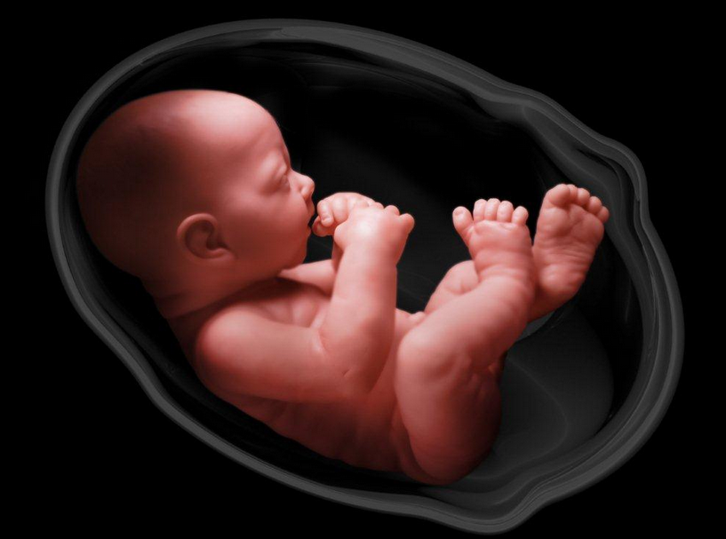 Baby in womb. u201c