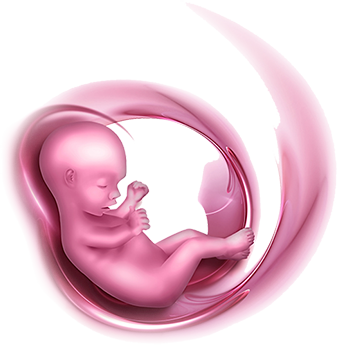 image of a baby in a womb tha