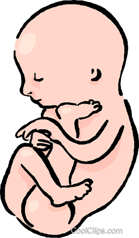 Baby In Womb PNG - 161976
