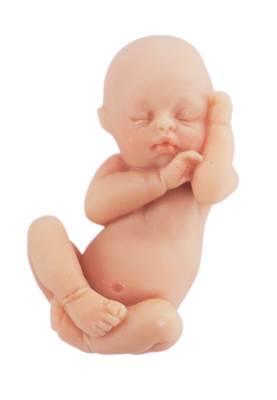 Baby in womb. u201c
