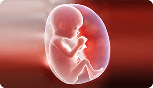 Baby In Womb PNG - 161984