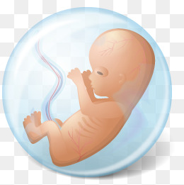 Baby In Womb PNG - 161973