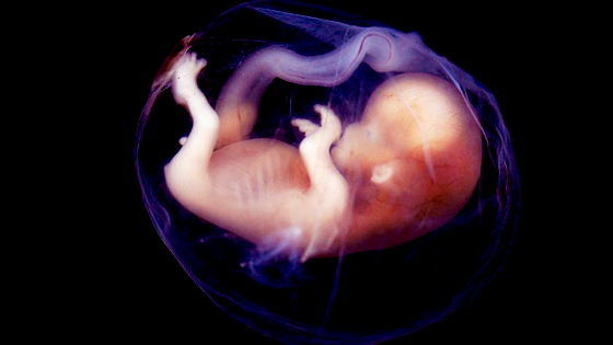 Baby In Womb PNG - 161975