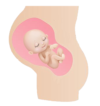 Baby In Womb PNG - 161974