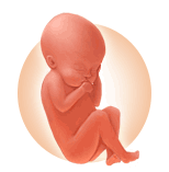Baby In Womb PNG - 161980