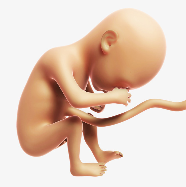 Baby In Womb PNG - 161987